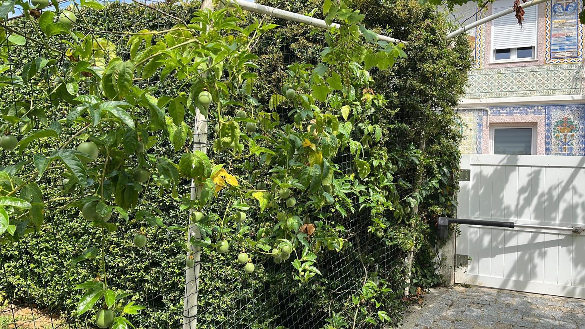 Citrus Tree House, Private Pool And Garden. Villa Angeja Exterior photo